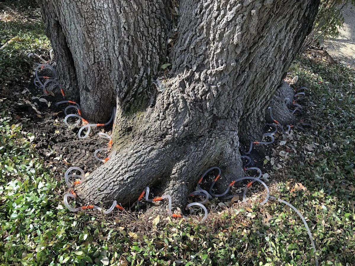 Detailed Tree Cabling and Bracing job site in Risco