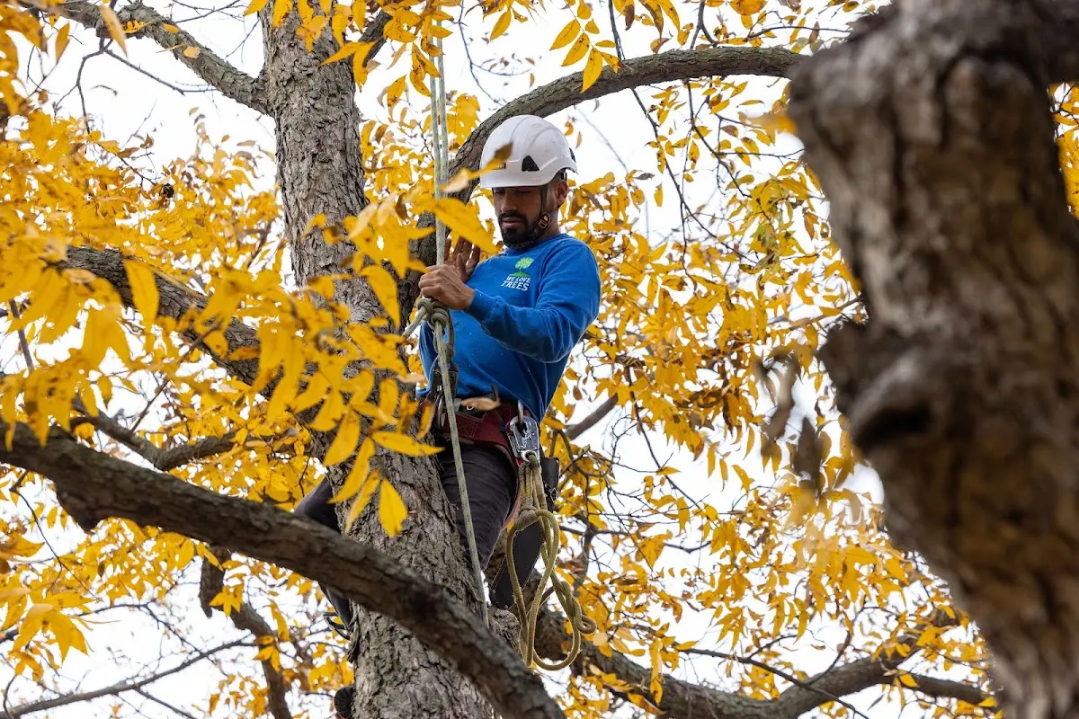 Skilled Storm Damage Cleanup crew working in Risco