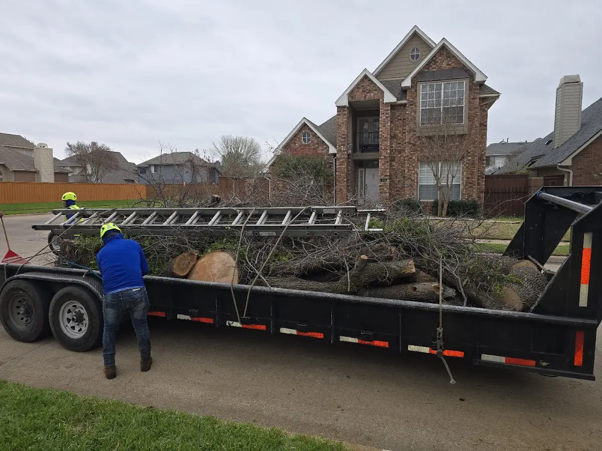 Expert Tree Pest Control with proper safety equipment in Risco